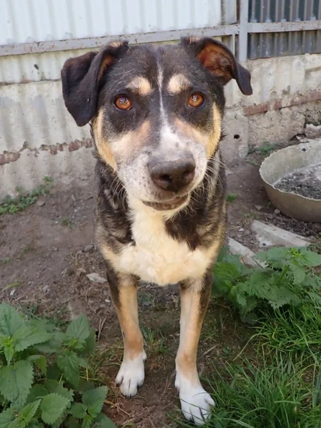 Junko, male senior Mixed Breed for adoption at Remember Me France