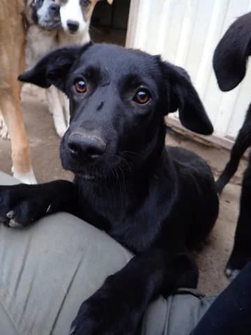 Yennefer, male puppy Mixed Breed for adoption at Remember Me France