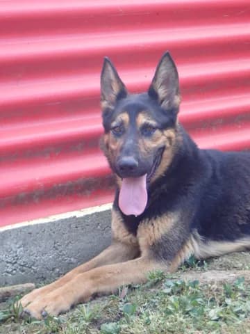 Serpentard, male puppy Mixed Breed for adoption at Remember Me France
