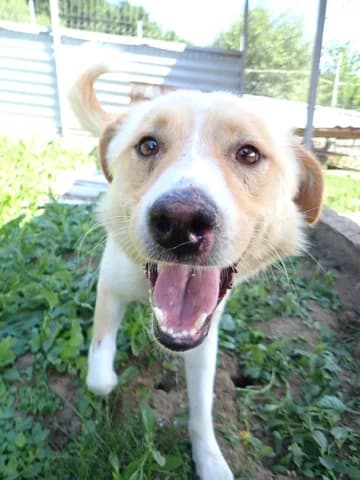Zoltan, male 3yo Mixed Breed for adoption at Remember Me France