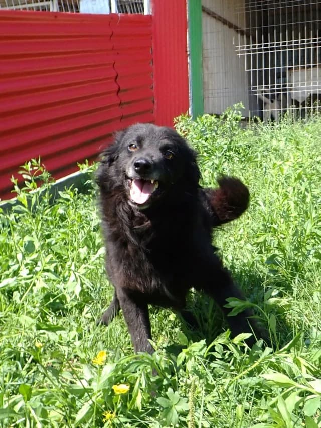 Zymer, male senior Mixed Breed for adoption at Remember Me France