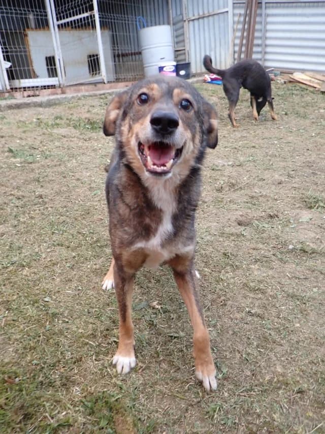 Skenner, male 5yo Mixed Breed for adoption at Remember Me France