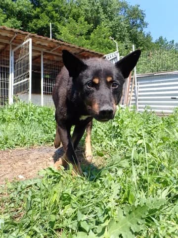 Tomlik, male 4yo Mixed Breed for adoption at Remember Me France