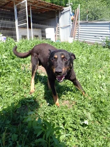 Tomlik, male 4yo Mixed Breed for adoption at Remember Me France
