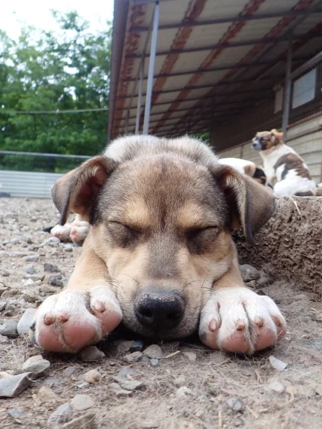 Salah, female puppy Mixed Breed for adoption at Remember Me France