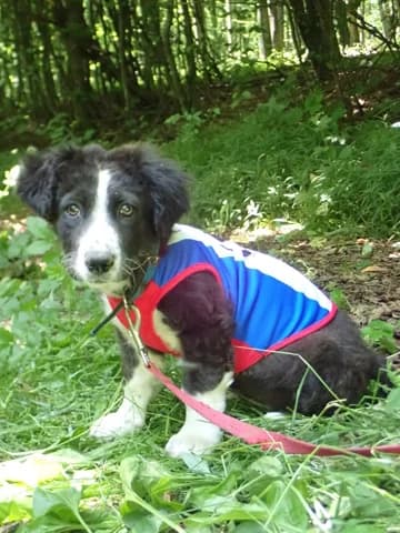 Bruyne, female puppy Mixed Breed for adoption at Remember Me France
