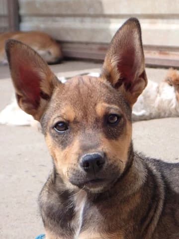 Ochoa, female puppy Mixed Breed for adoption at Remember Me France
