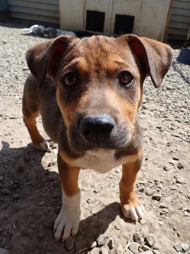 Neymar, male puppy Mixed Breed for adoption at Remember Me France