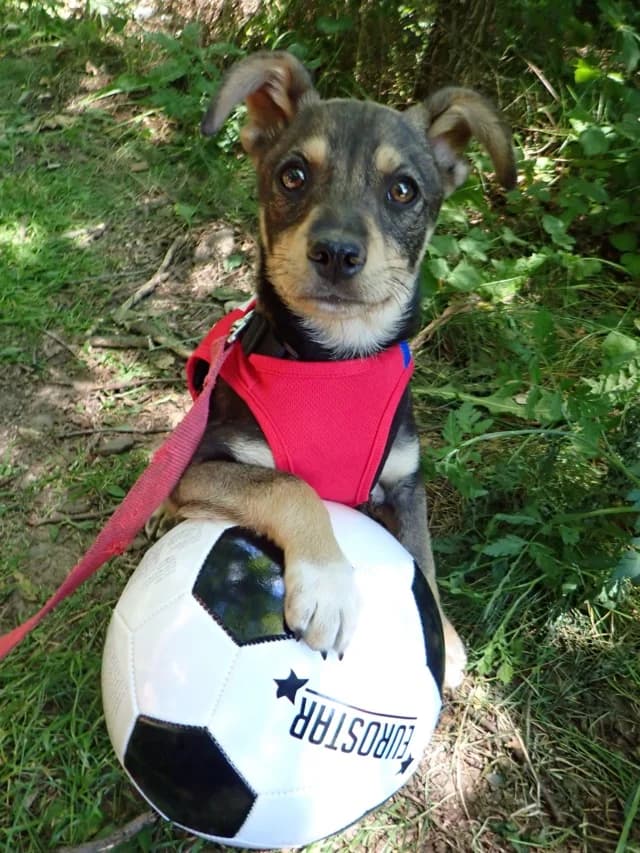 Raphinha, female puppy Mixed Breed for adoption at Remember Me France