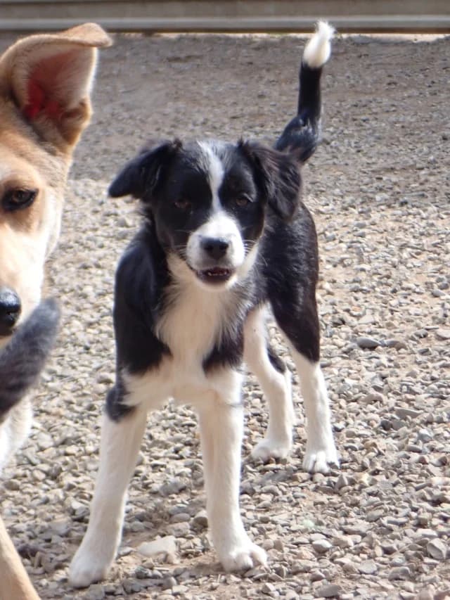 Ibrahima, female puppy Mixed Breed for adoption at Remember Me France
