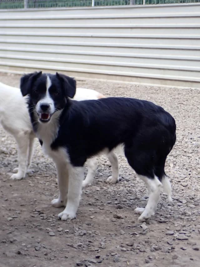 Ibrahima, female puppy Mixed Breed for adoption at Remember Me France