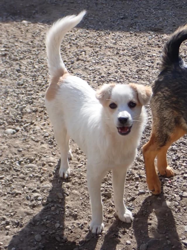 Barcola, female puppy Mixed Breed for adoption at Remember Me France