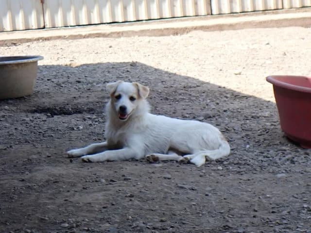 Barcola, female puppy Mixed Breed for adoption at Remember Me France