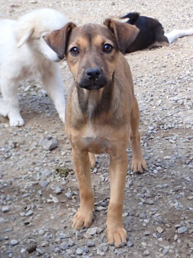 Ream, female puppy Mixed Breed for adoption at Remember Me France