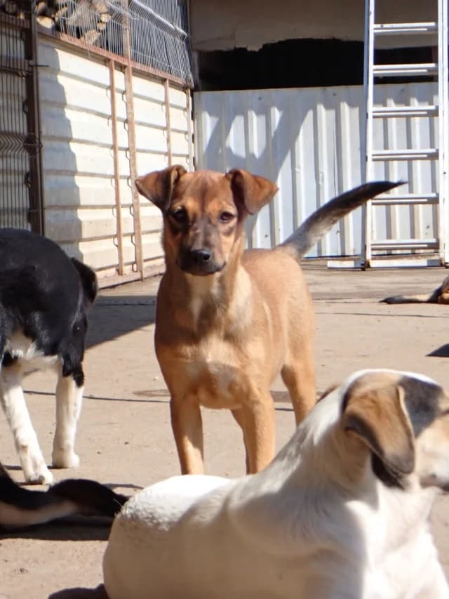 Ream, female puppy Mixed Breed for adoption at Remember Me France