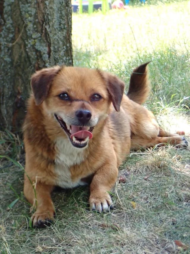 Kiddy, female puppy Mixed Breed for adoption at Remember Me France