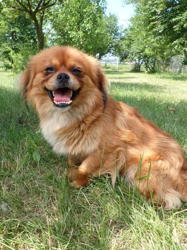 Satanas, male puppy Mixed Breed for adoption at Remember Me France