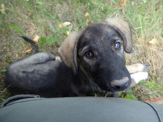 Tenor, male puppy Mixed Breed for adoption at Remember Me France