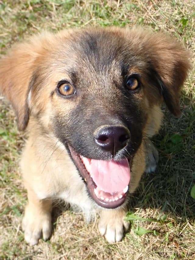 Alto, male puppy Mixed Breed for adoption at Remember Me France