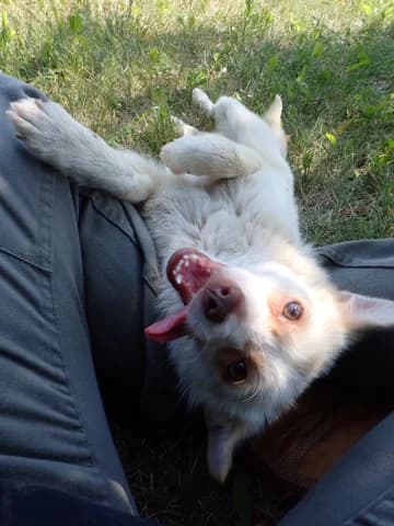 Serenaïs, female young Mixed Breed for adoption at Remember Me France