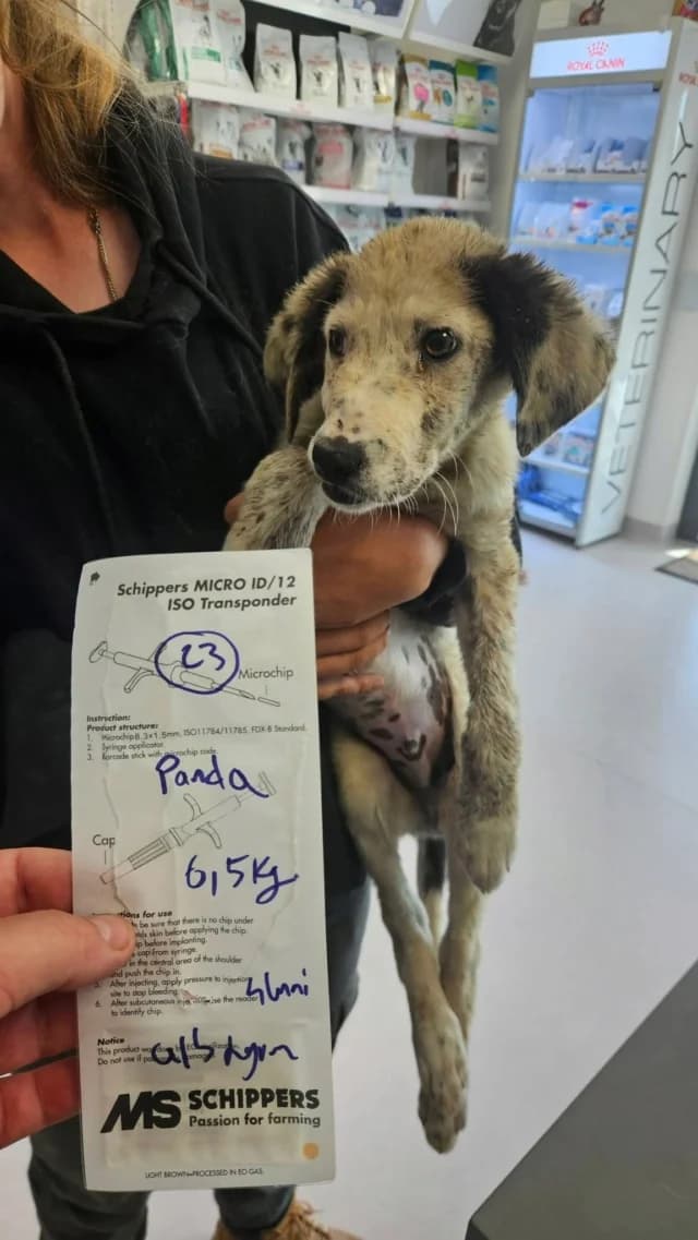 Panda, male puppy Mixed Breed for adoption at Remember Me France