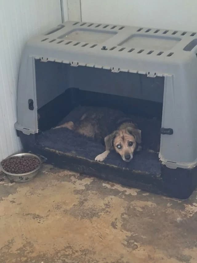 Althea, female senior Mixed Breed for adoption at Remember Me France