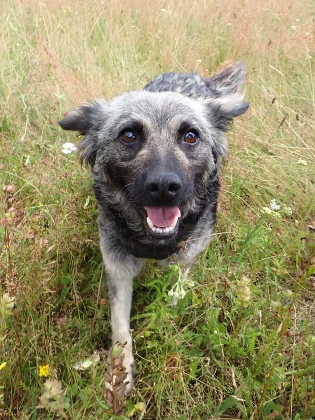 Melyra, female 3yo Mixed Breed for adoption at Remember Me France