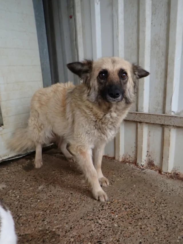Naomie, female 3yo Mixed Breed for adoption at Remember Me France