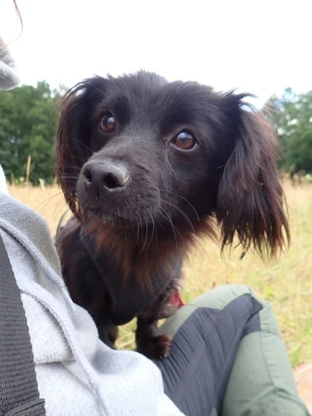 Elzara, female young Mixed Breed for adoption at Remember Me France