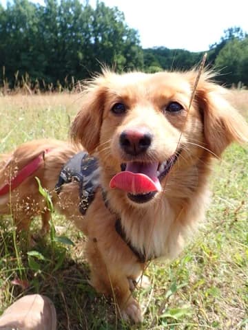 Veska, female young Mixed Breed for adoption at Remember Me France