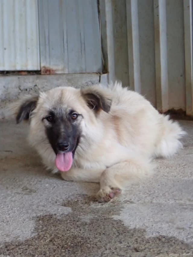 Dakarya, female puppy Mixed Breed for adoption at Remember Me France