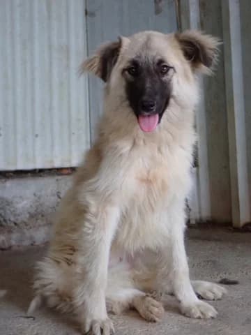 Dakarya, female puppy Mixed Breed for adoption at Remember Me France