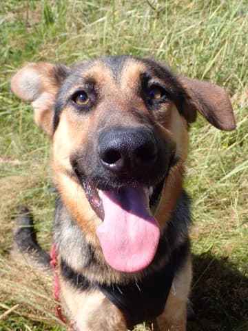 Kessyra, female young Mixed Breed for adoption at Remember Me France
