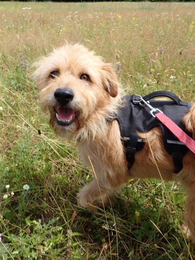 Rudolph, male 3yo Mixed Breed for adoption at Remember Me France