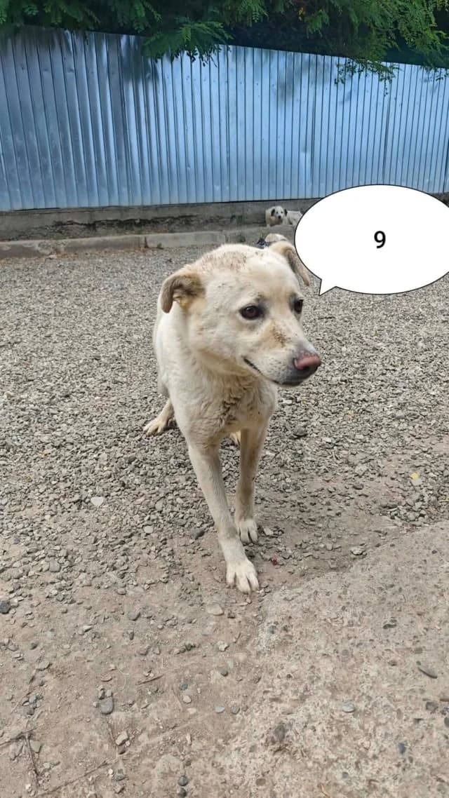 Nuevo, male 3yo Mixed Breed for adoption at Remember Me France
