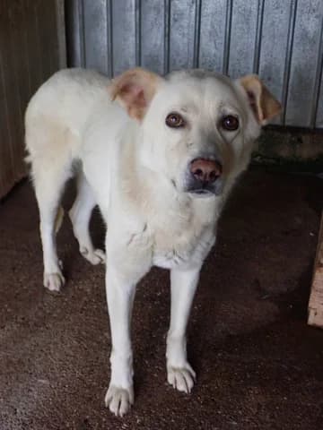 Nuevo, male 3yo Mixed Breed for adoption at Remember Me France