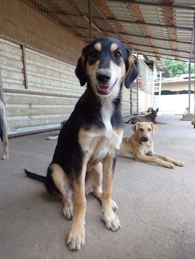 Tindra, female puppy Mixed Breed for adoption at Remember Me France
