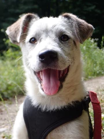 Ysaline, female puppy Mixed Breed for adoption at Remember Me France
