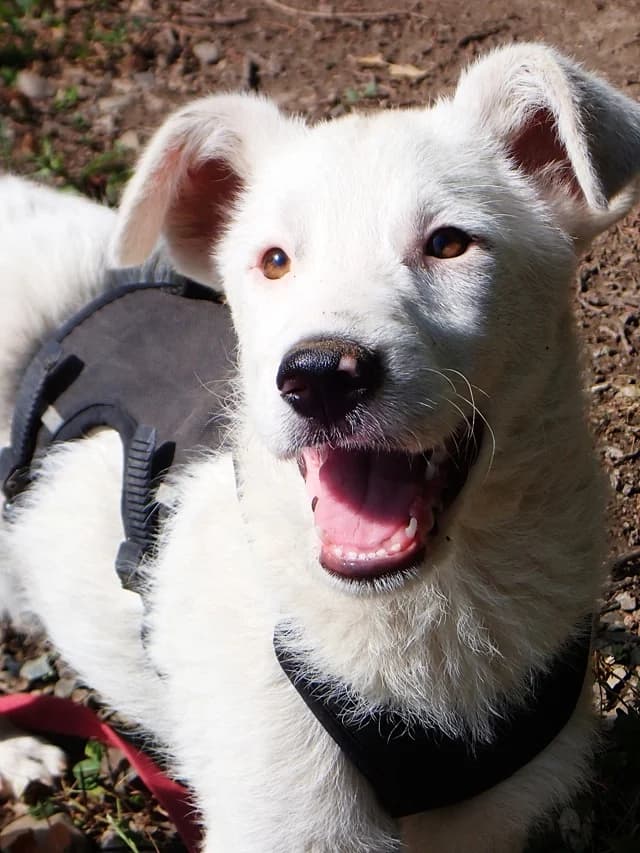 Pistou, male puppy Mixed Breed for adoption at Remember Me France