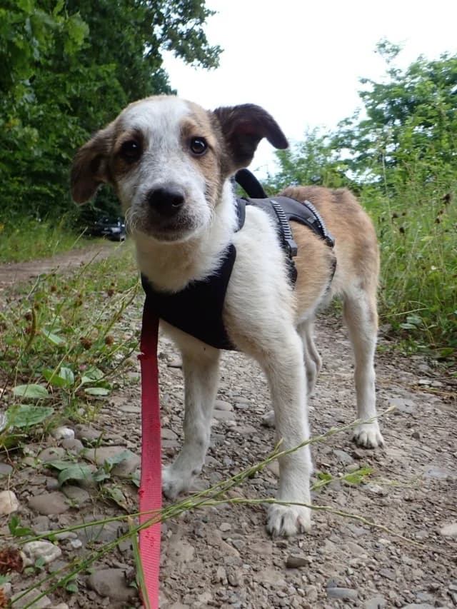 Rhea, female puppy Mixed Breed for adoption at Remember Me France