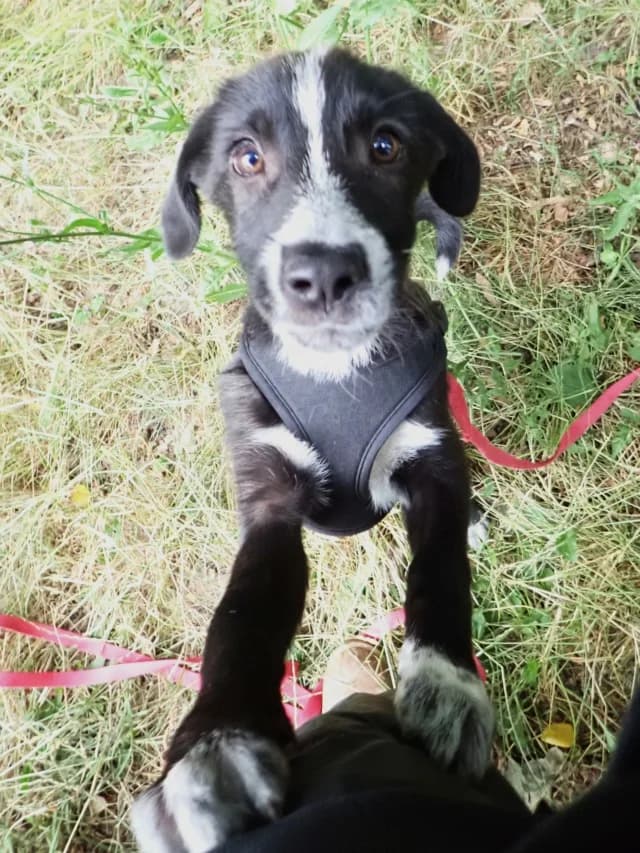 Rico, male puppy Mixed Breed for adoption at Remember Me France