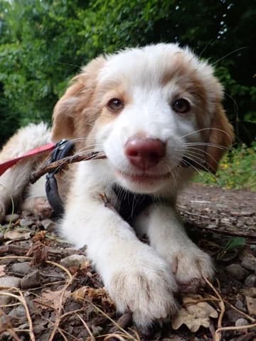 Alaskaïa, female puppy Mixed Breed for adoption at Remember Me France
