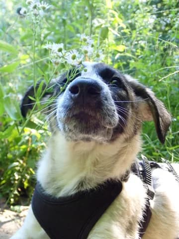 Anouska, female puppy Mixed Breed for adoption at Remember Me France