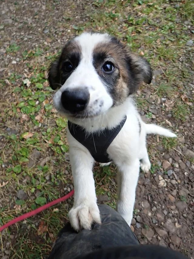 Zorina, female puppy Mixed Breed for adoption at Remember Me France