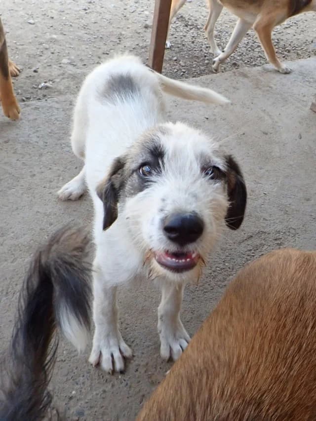 Riton, male puppy Mixed Breed for adoption at Remember Me France