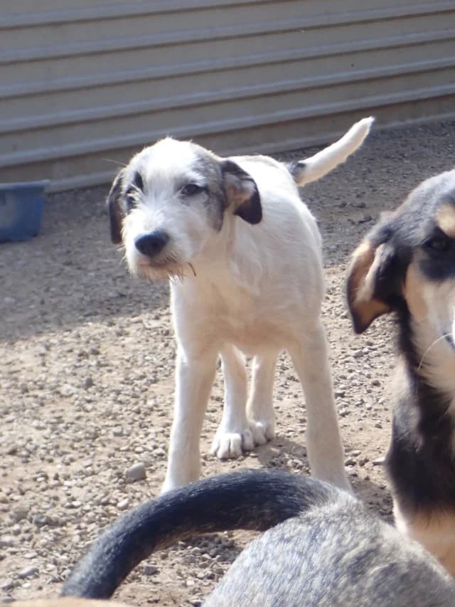 Riton, male puppy Mixed Breed for adoption at Remember Me France