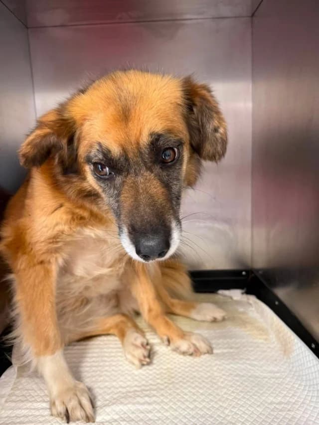 Sorina, female 5yo Mixed Breed for adoption at Remember Me France