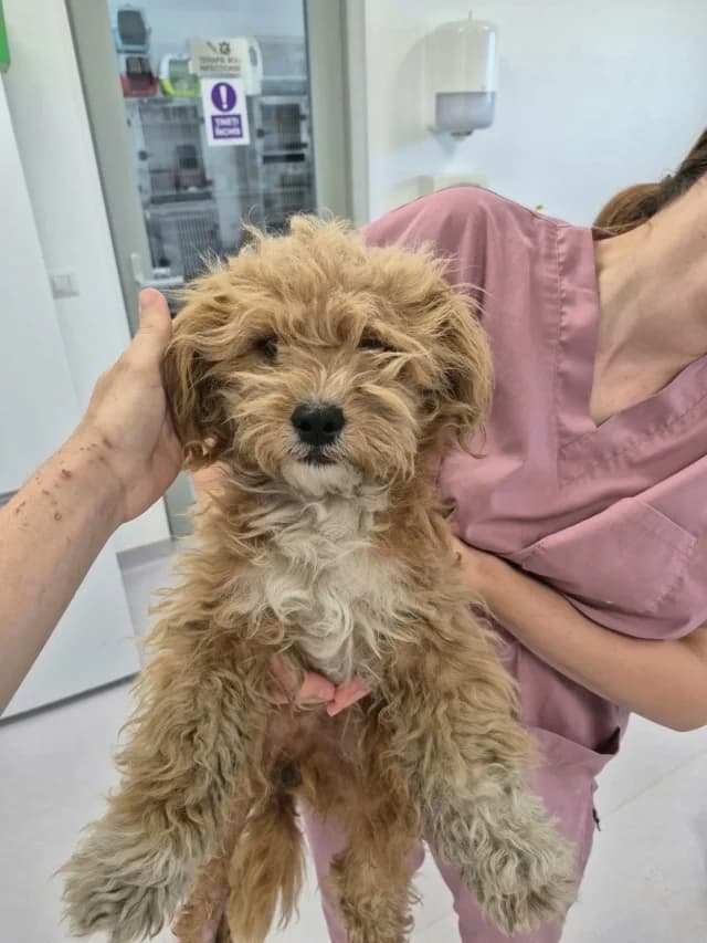 Risotto, male young Mixed Breed for adoption at Remember Me France