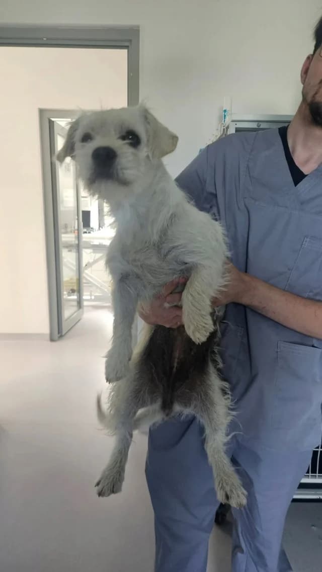 Viorica, female 3yo Mixed Breed for adoption at Remember Me France