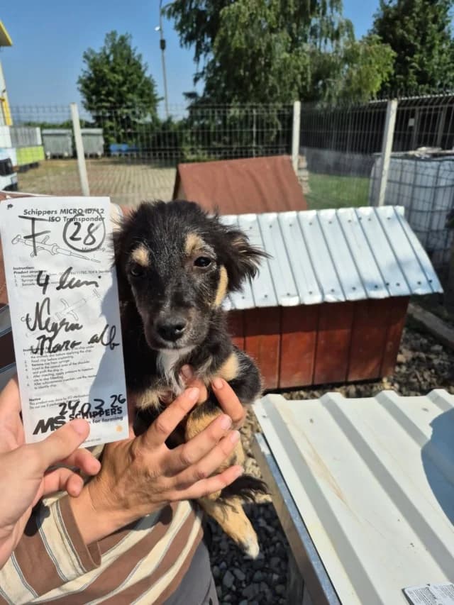 Katalina, female puppy Mixed Breed for adoption at Remember Me France
